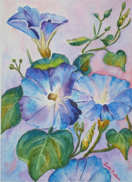 Morning Glory
