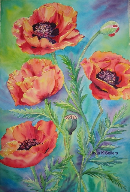 Papaver Poppies