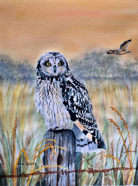 Shorteared Owl